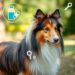 Distichiasis Shetland Sheepdog