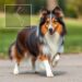 PL - Patellaluxation Sheltie